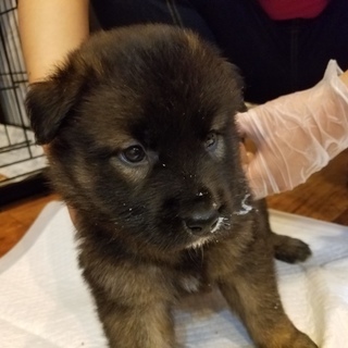 子犬ちゃんの家族を探しています