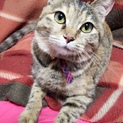被災ペットの里親募集です