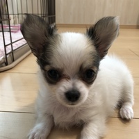 ティア