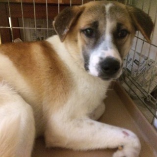 この子を助けてください。