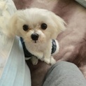 小さなマルチーズです。