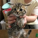 計８匹の子猫ちゃん兄妹！！