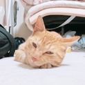とても人懐っこいおっとり茶トラ猫