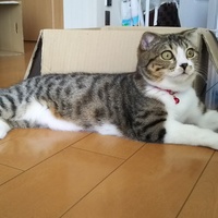 モカ