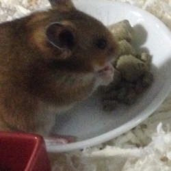 「虹の橋へ。」サムネイル2