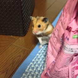 「虹の橋へ。」サムネイル3