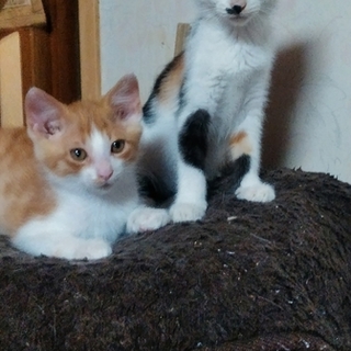 子猫（三毛・茶白）里親募集