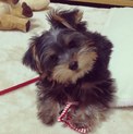一時停止中。ヨークシャテリア３ヶ月。