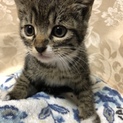 世田谷区で子猫保護4