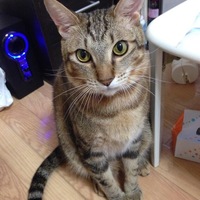 トラファルガー・ロー