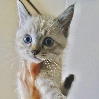 ☆淡いポイントカラーのアメちゃん♀☆