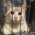 オス子猫10ケ月