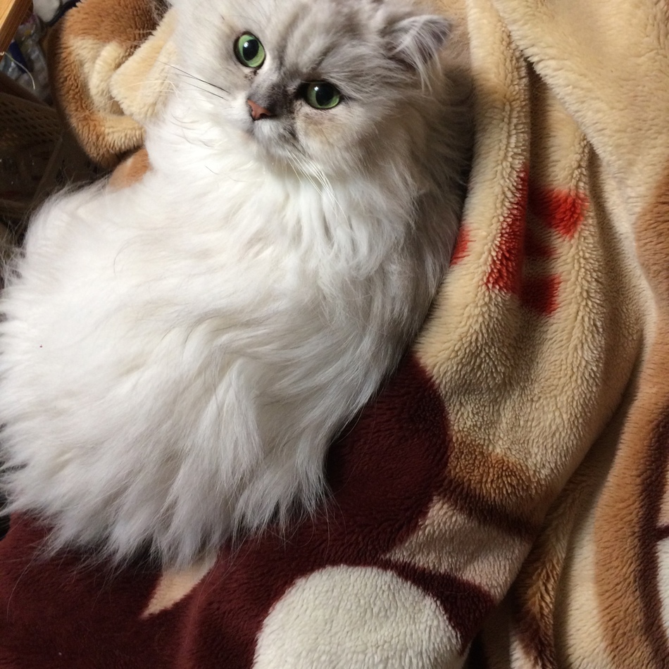 ティアラ(ティーちゃん)のカバー写真