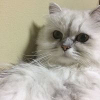 ティアラ(ティーちゃん)