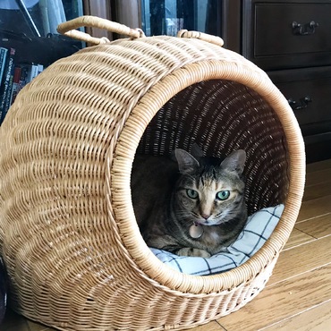 猫ちぐらで、まったりするクッキー