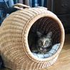 猫ちぐらで、まったりするクッキー