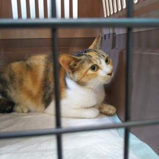 里親さん募集中