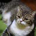 里親募集中です