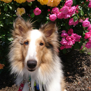 ありがとうございました：元気な若シェルです