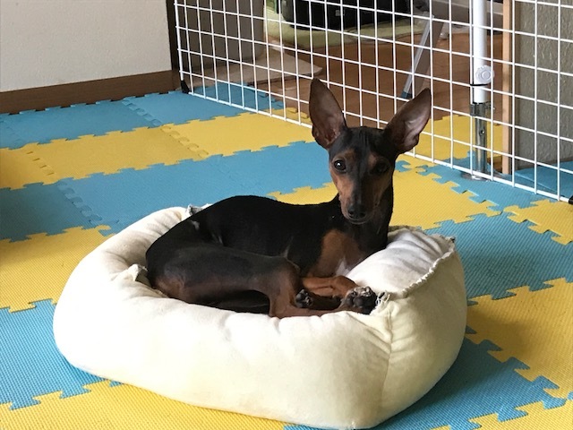 父はイタグレ 母はミニピ 東京都 犬の里親募集 ペットのおうち 月間利用者150万人