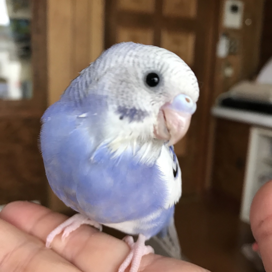 コロたんのカバー写真