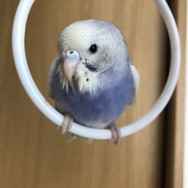 コロたんの写真