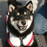 こてつ