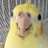 むぎとパセリ