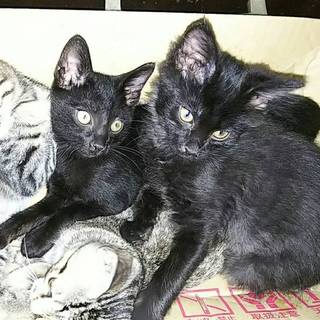黒猫とキジトラ 子猫