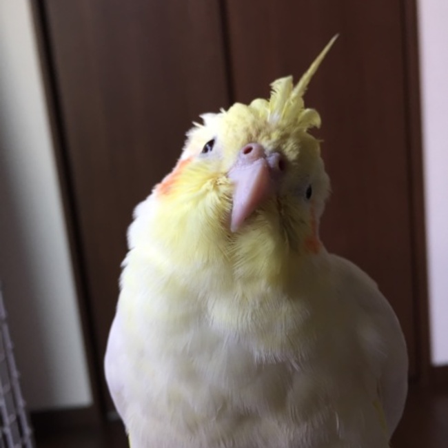 むぎとパセリのカバー写真