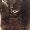 の写真