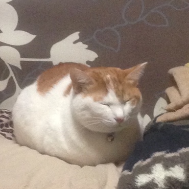 ウチの雑種猫♂７歳 去勢済み