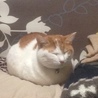 ウチの雑種猫♂７歳 去勢済み