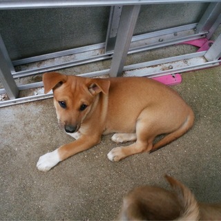 子犬飼い主募集しています