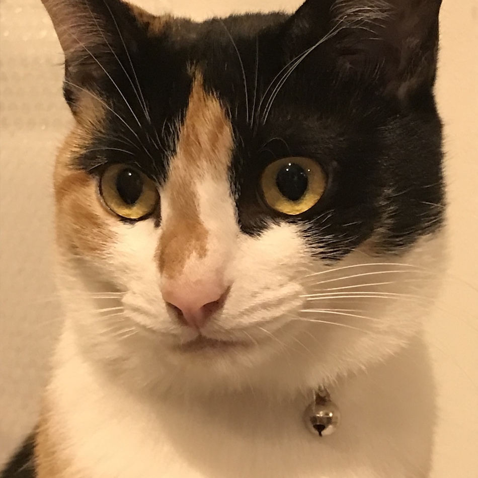 マリーのカバー写真