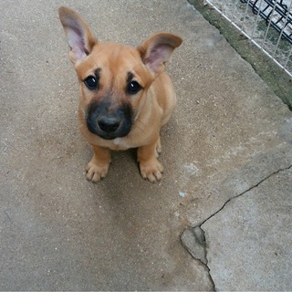 子犬飼い主募集しています
