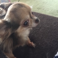 ファム