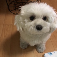 むぎ