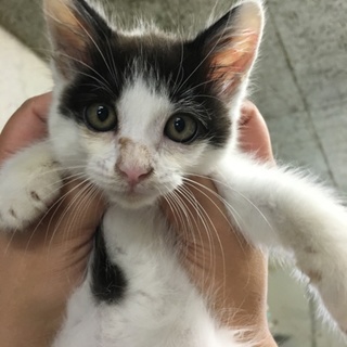 ６月２０日期限の可愛い子猫です！