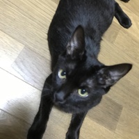 マヤ