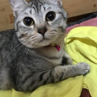 モモ