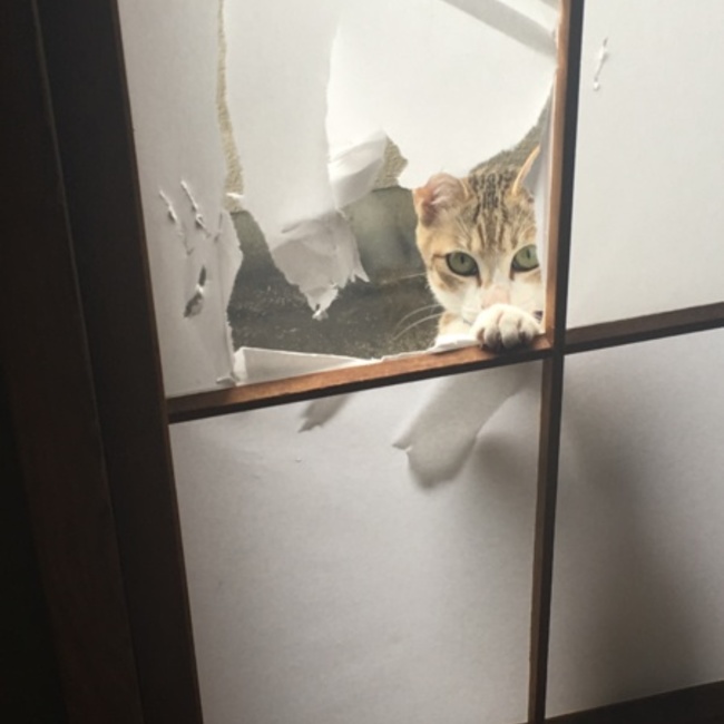 ナナコのママのカバー写真