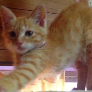 元気いっぱい茶トラ君！