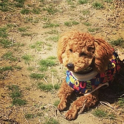 「その後ฅ՞•ﻌ•՞ฅトロワくん」サムネイル2