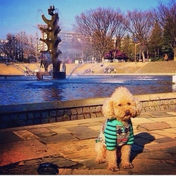 「その後ฅ՞•ﻌ•՞ฅトロワくん」サムネイル3