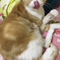 大至急！超人馴れスコティッシュ