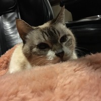 レオ