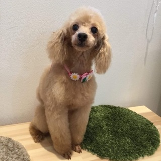 トイプードル 女の子