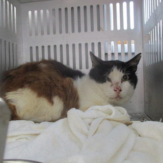 さくら耳？処分対象になる子です。収容期限6/22朝