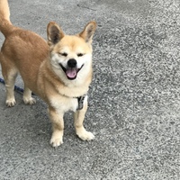 ちゃお